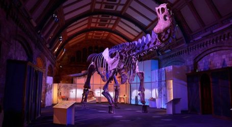 Perucetus colossus, el fósil hallado en Perú que compite con la ballena azul como el animal más pesado de la historia