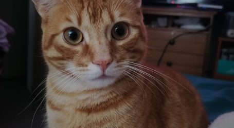 Por qué los gatos -y no los ratones- “son el modelo perfecto” para estudiar la demencia en los humanos